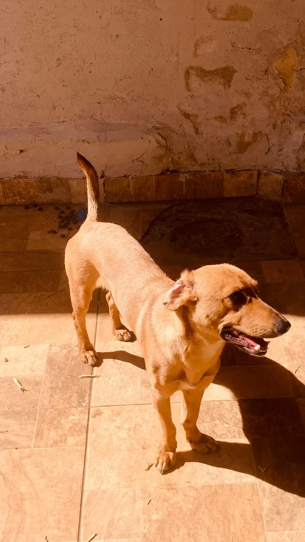 Cachorro raça SRD-ViraLata idade 1 ano nome Bruce