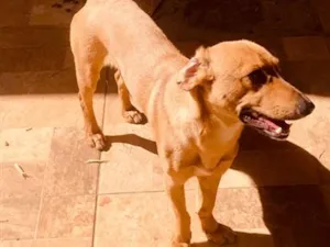Cachorro raça SRD-ViraLata idade 1 ano nome Bruce