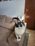 Lua