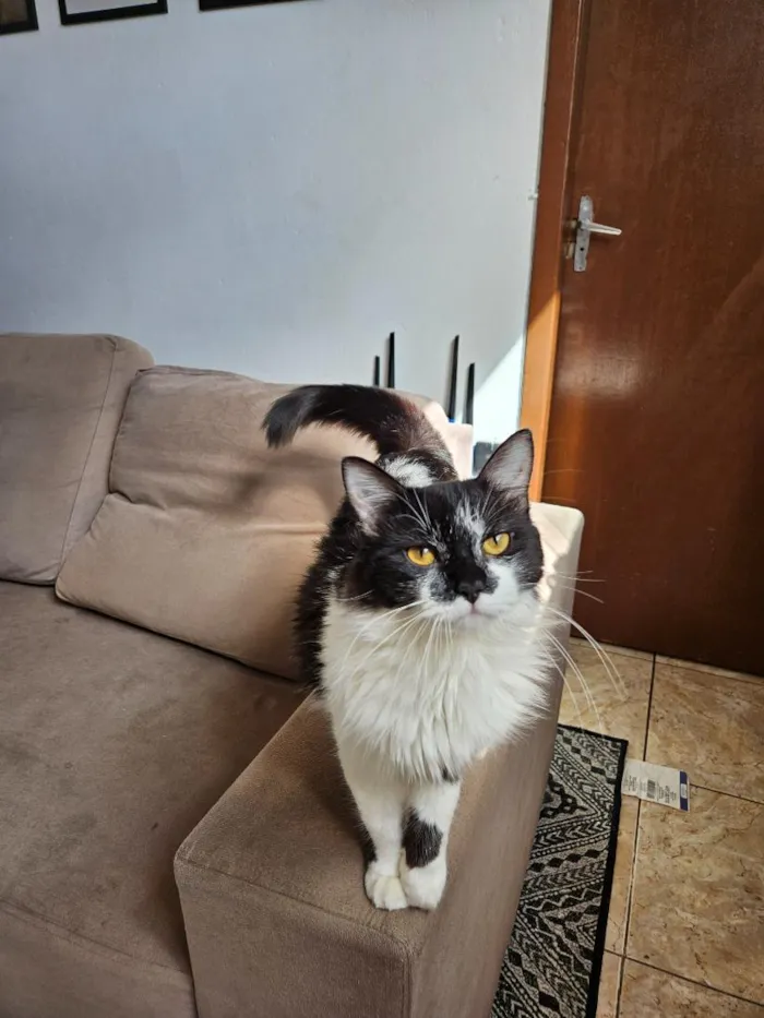 Gato raça Angorá idade 3 anos nome Lua