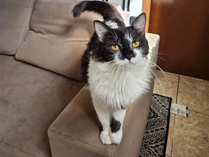 Gato raça Angorá idade 3 anos nome Lua