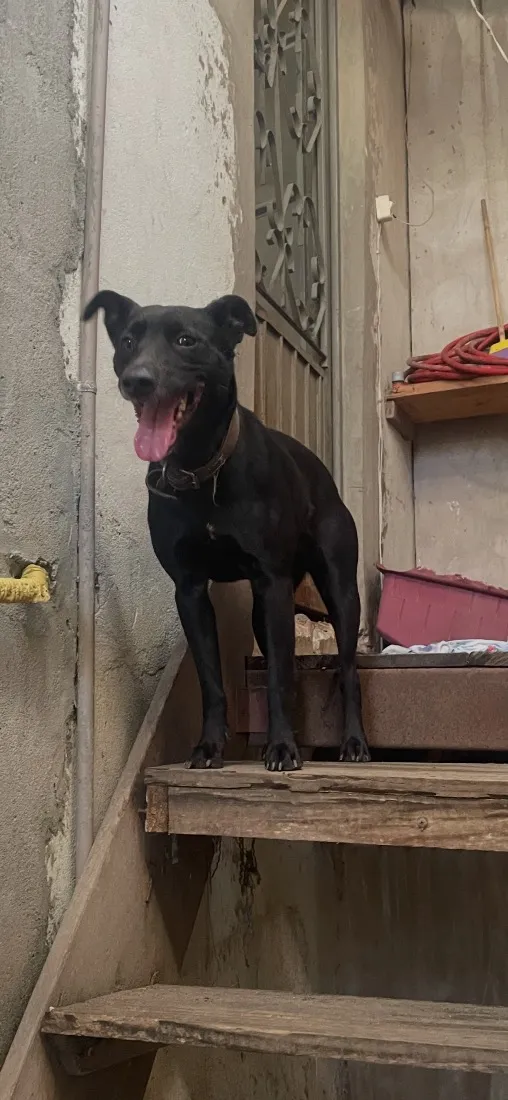 Cachorro raça SRD-ViraLata idade 3 anos nome Lupita