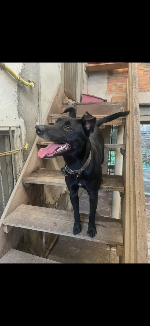 Cachorro raça SRD-ViraLata idade 3 anos nome Lupita