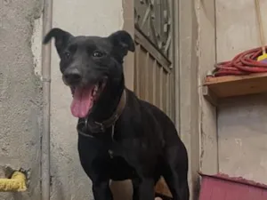 Cachorro raça SRD-ViraLata idade 3 anos nome Lupita