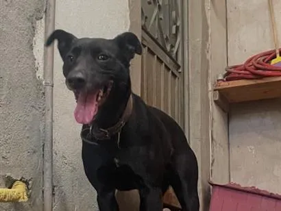 Cachorro raça SRD-ViraLata idade 3 anos nome Lupita