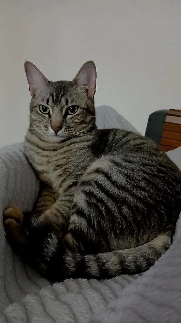 Gato raça SRD-ViraLata idade 1 ano nome Beni 