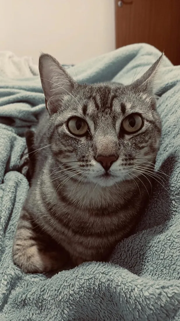 Gato raça SRD-ViraLata idade 1 ano nome Beni 