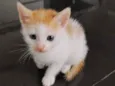 gatinhos