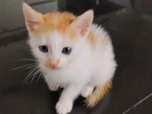 Gato raça SRD-ViraLata idade 2 a 6 meses nome gatinhos