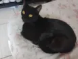 lilica