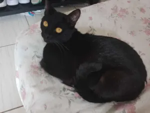 Gato raça SRD-ViraLata idade 1 ano nome lilica