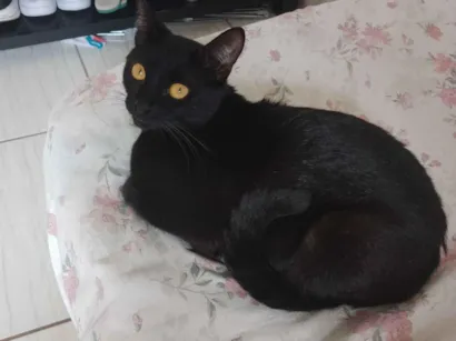 Gato raça SRD-ViraLata idade 1 ano nome lilica