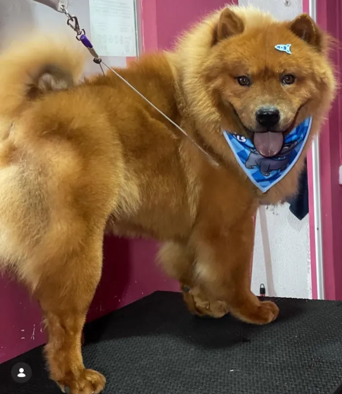 Cachorro raça SRD-ViraLata idade 3 anos nome Baruk 