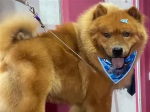Cachorro raça SRD-ViraLata idade 3 anos nome Baruk 