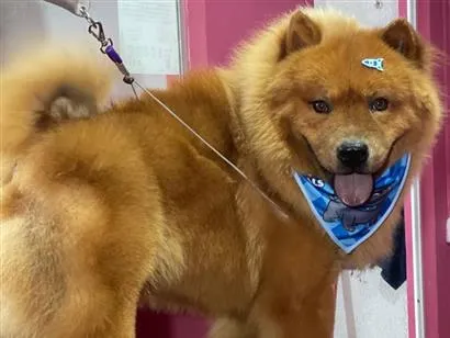 Cachorro raça SRD-ViraLata idade 3 anos nome Baruk 