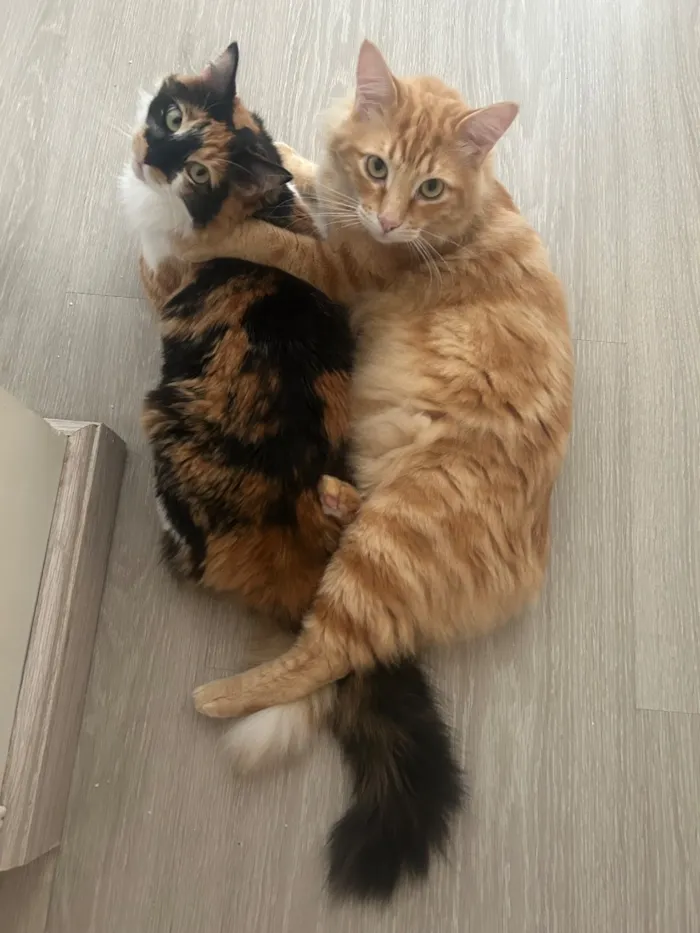 Gato raça SRD-ViraLata idade 1 ano nome Pablito e Catarina