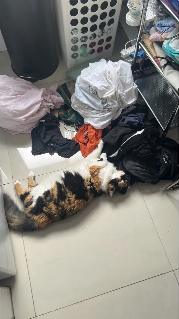 Gato raça SRD-ViraLata idade 1 ano nome Pablito e Catarina