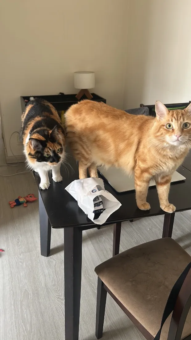 Gato raça SRD-ViraLata idade 1 ano nome Pablito e Catarina