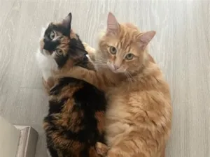 Gato raça SRD-ViraLata idade 1 ano nome Pablito e Catarina
