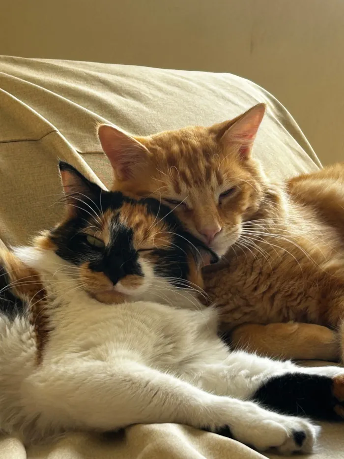 Gato raça SRD-ViraLata idade 1 ano nome Pablito e Catarina
