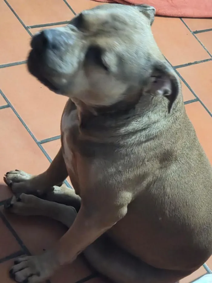 Cachorro raça Pit-Bull idade 2 anos nome Kyra
