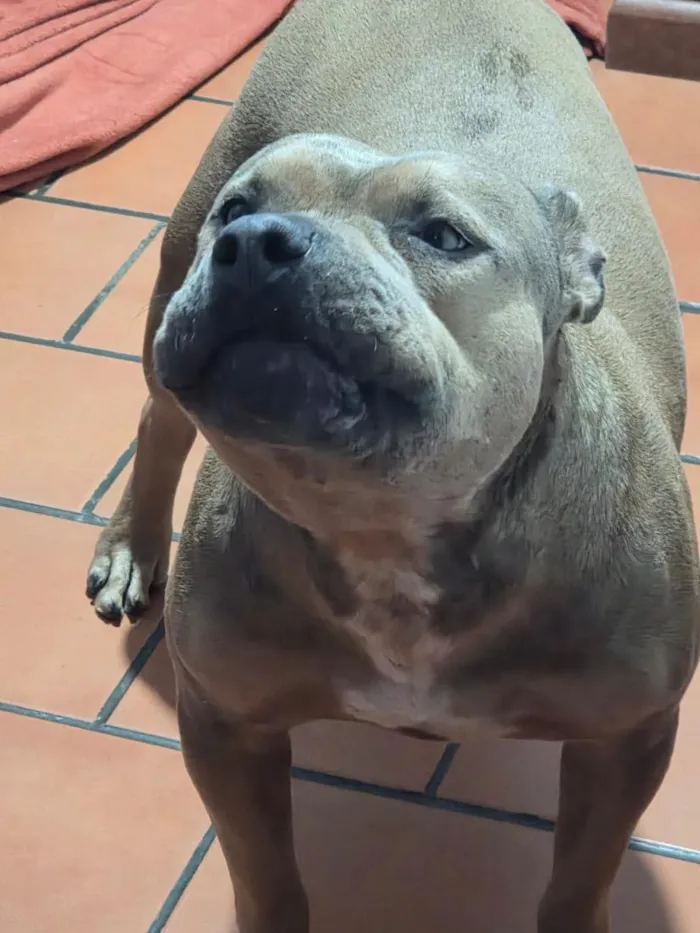 Cachorro raça Pit-Bull idade 2 anos nome Kyra