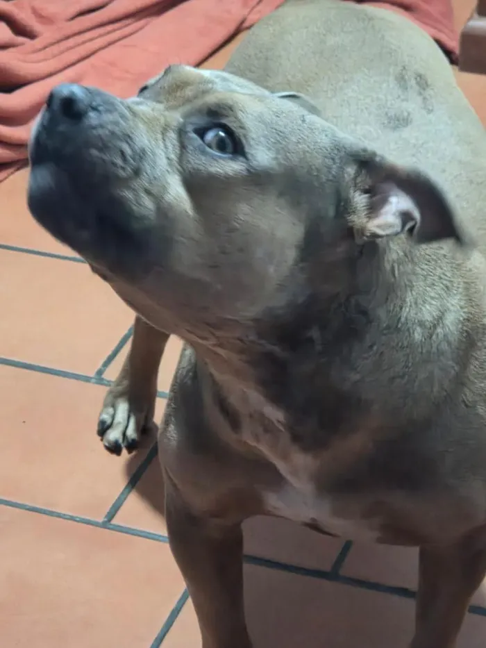 Cachorro raça Pit-Bull idade 2 anos nome Kyra