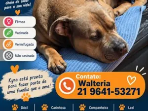 Cachorro raça Pit-Bull idade 2 anos nome Kyra