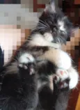 Pretinha