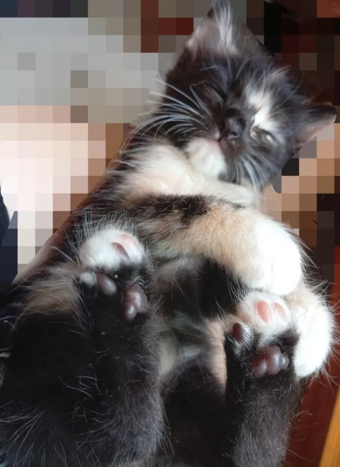 Gato raça SRD-ViraLata idade 2 a 6 meses nome Pretinha