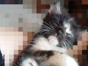 Gato raça SRD-ViraLata idade 2 a 6 meses nome Pretinha