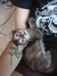 rajadinha