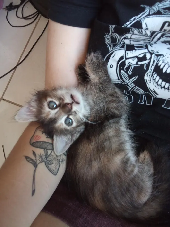 Gato raça SRD-ViraLata idade 2 a 6 meses nome rajadinha