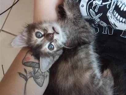 Gato raça SRD-ViraLata idade 2 a 6 meses nome rajadinha