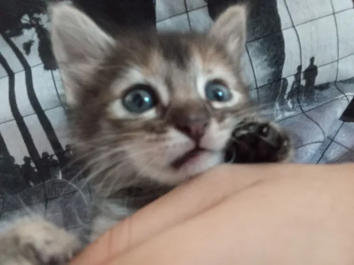 Gato raça SRD-ViraLata idade 2 a 6 meses nome rajadinha