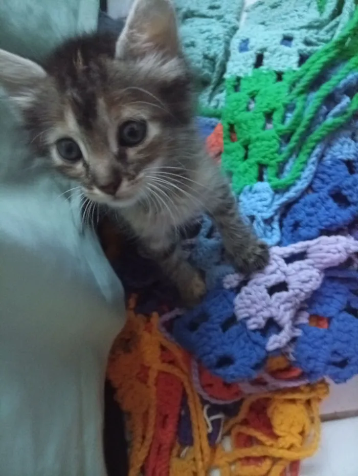 Gato raça SRD-ViraLata idade 2 a 6 meses nome rajadinha