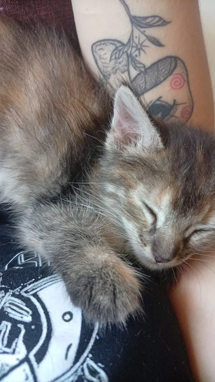 Gato raça SRD-ViraLata idade 2 a 6 meses nome rajadinha