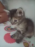 rajadinha