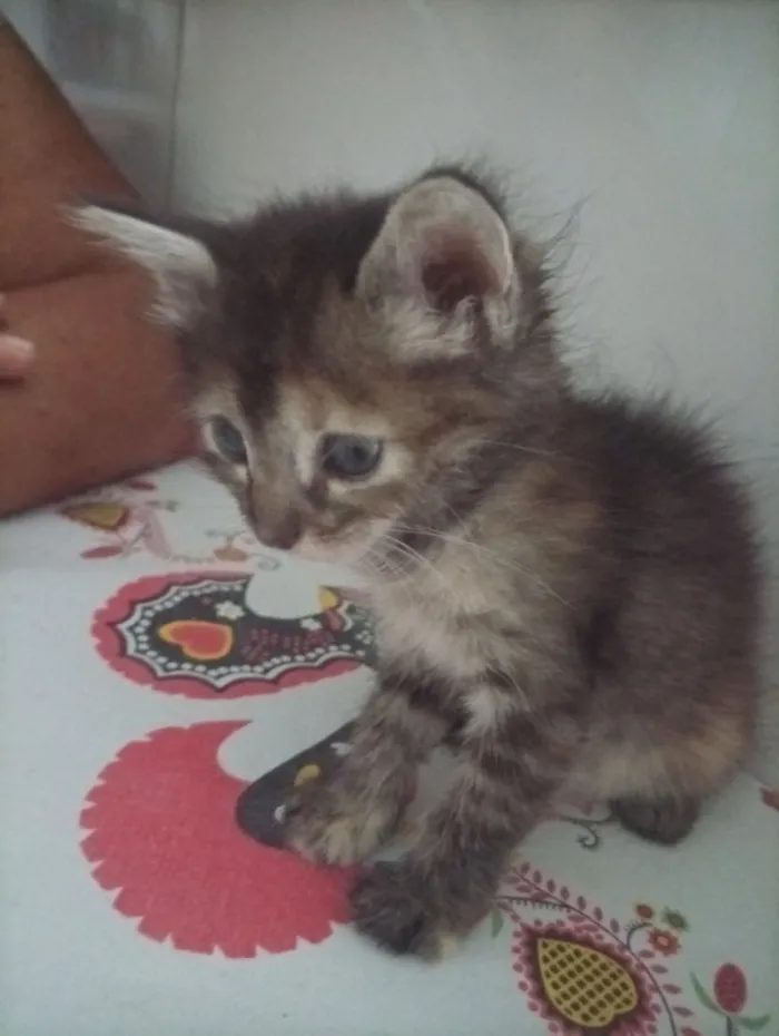 Gato raça SRD-ViraLata idade 2 a 6 meses nome rajadinha