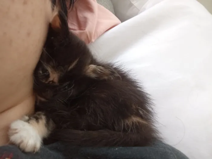 Gato raça SRD-ViraLata idade 2 a 6 meses nome Pretinha