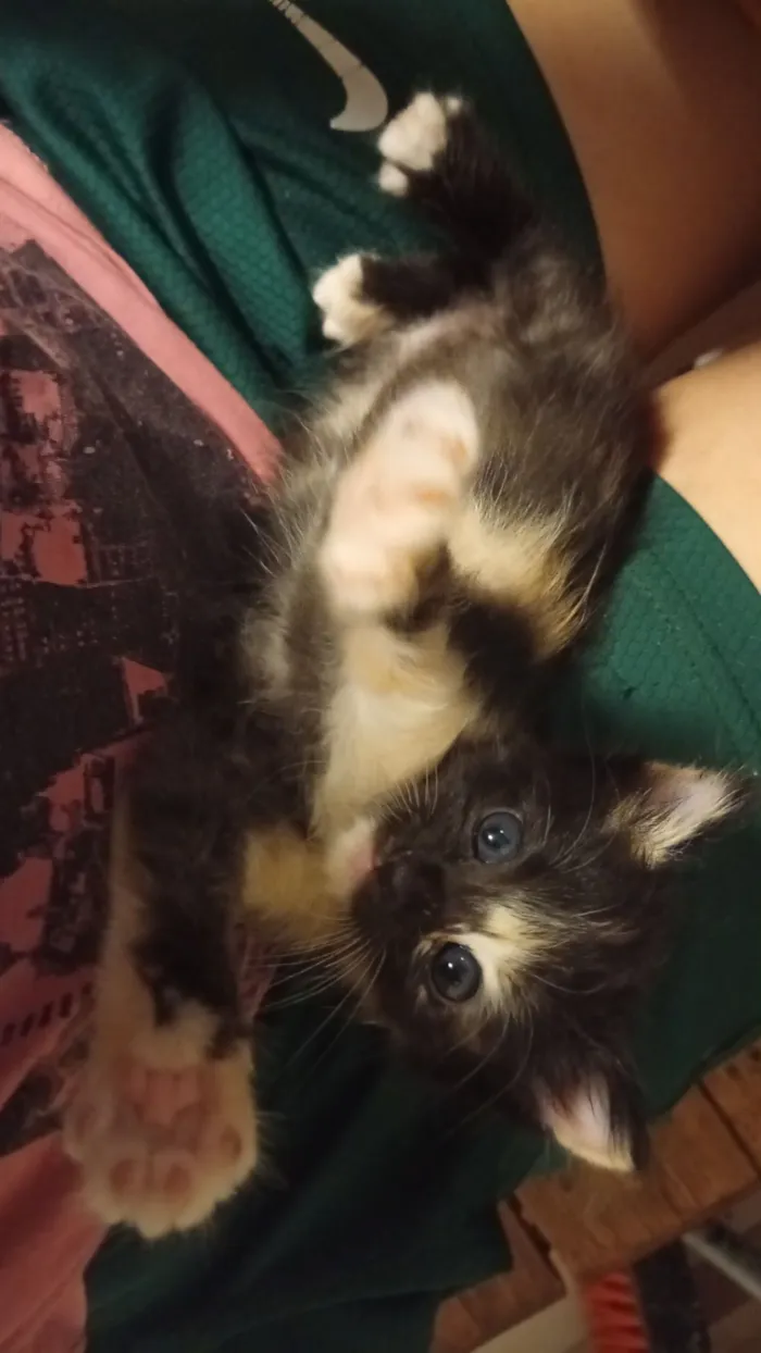 Gato raça SRD-ViraLata idade 2 a 6 meses nome Pretinha