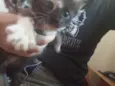 Pretinha