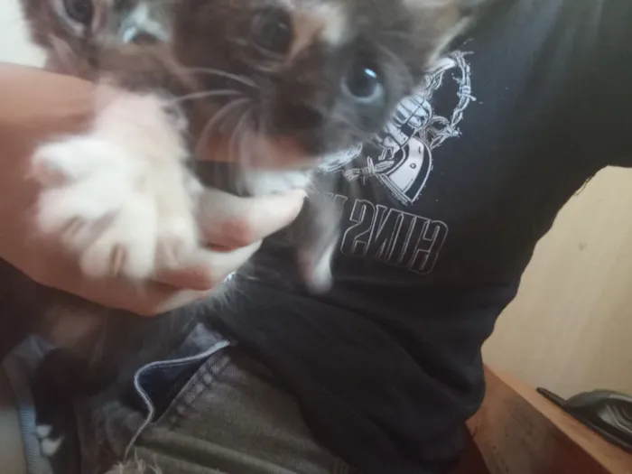Gato raça SRD-ViraLata idade 2 a 6 meses nome Pretinha