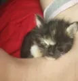 Pretinha