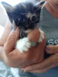 Pretinha