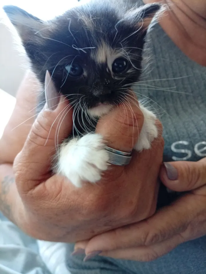 Gato raça SRD-ViraLata idade 2 a 6 meses nome Pretinha