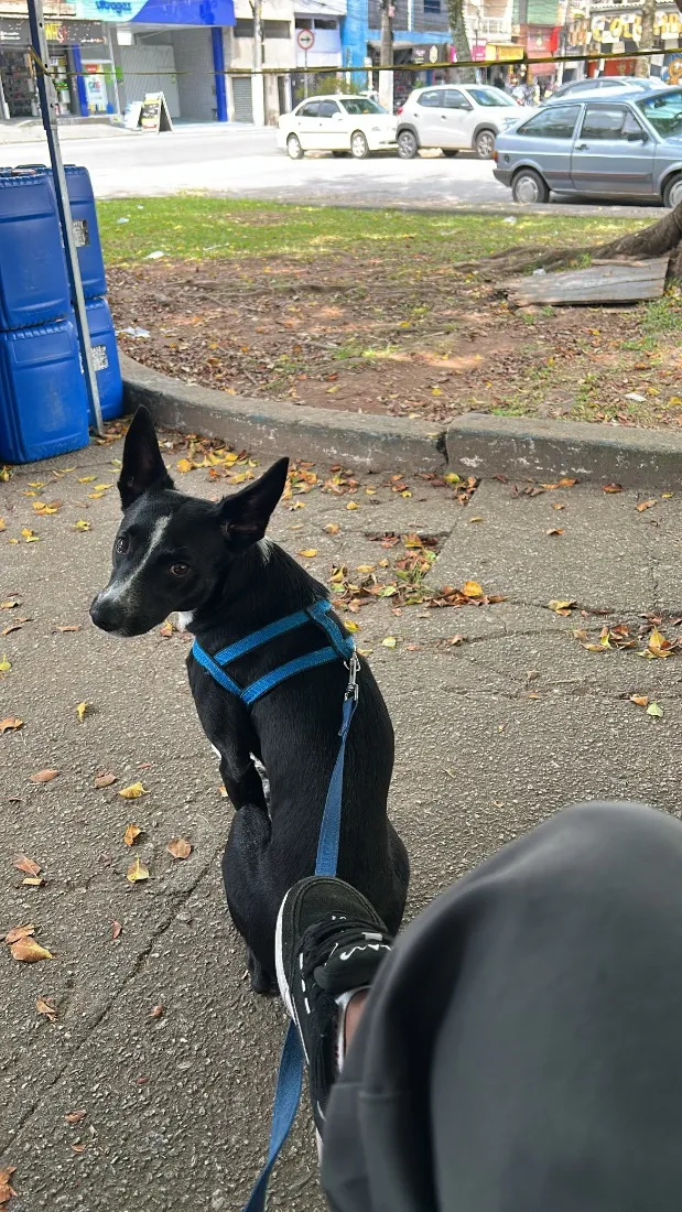 Cachorro raça SRD-ViraLata idade 4 anos nome Theo