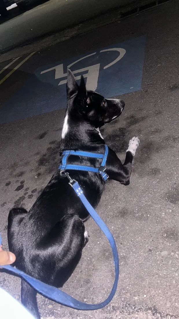 Cachorro raça SRD-ViraLata idade 4 anos nome Theo