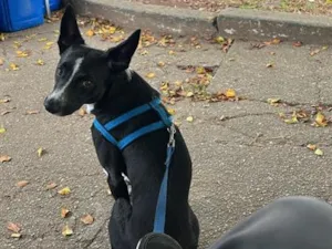 Cachorro raça SRD-ViraLata idade 4 anos nome Theo