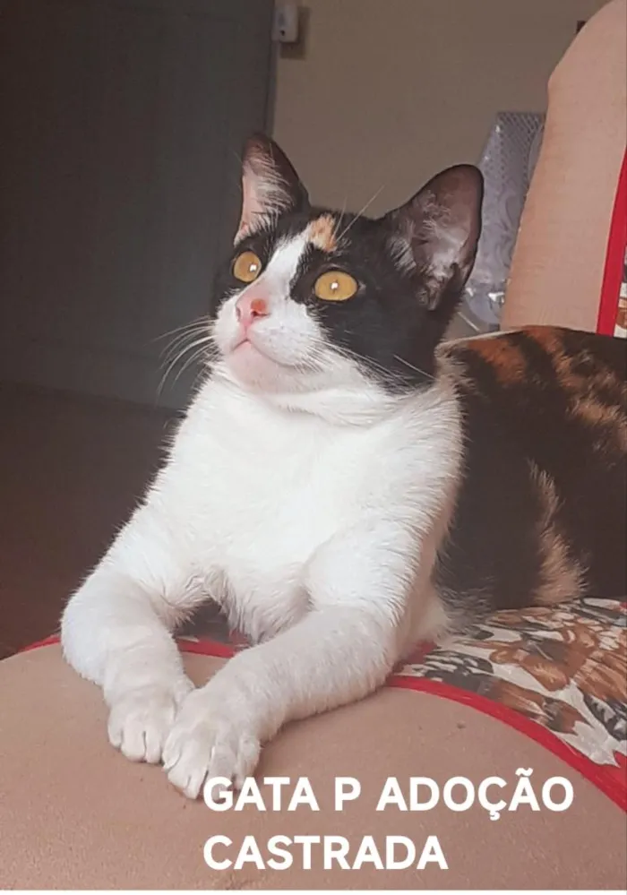 Gato raça SRD-ViraLata idade 2 anos nome LILA